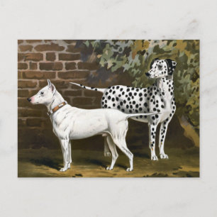 Carte Postale Vintage Bull Terrier et l'art du chien dalmate