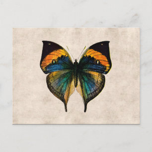 Carte Postale Vintage Butterfly Illustration 1800's Butterflies