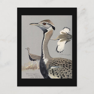 Carte postale Vintage Chicago Art-Abyssinian Birds