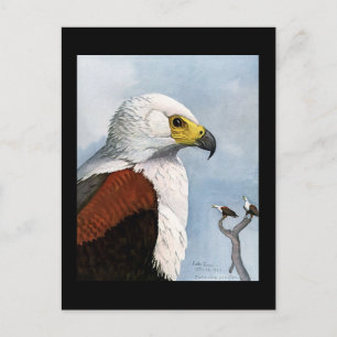 Carte postale Vintage Chicago Art-Abyssinian Birds