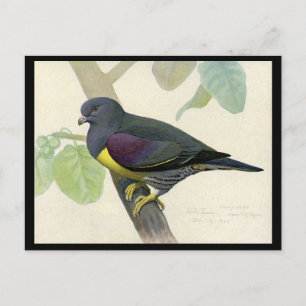 Carte postale Vintage Chicago Art-Abyssinian Birds