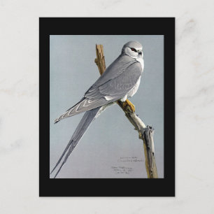 Carte postale Vintage Chicago Art-Abyssinian Birds