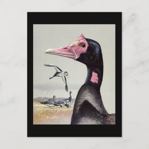 Carte postale Vintage Chicago Art-Abyssinian Birds