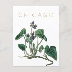 Carte Postale Vintage Chicago voyage de fleurs du milieu du sièc