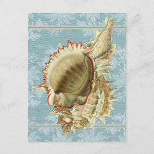 Carte postale vintage coquillage et dentelle bleue