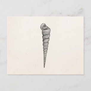 Carte Postale Vintage Coquillages Spiral Antique Coquillages Par