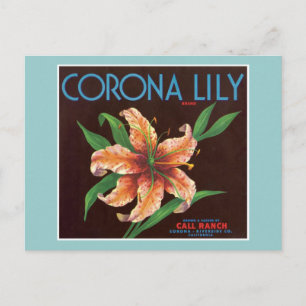 Carte Postale Vintage Corona Lily Étiquette de fruits