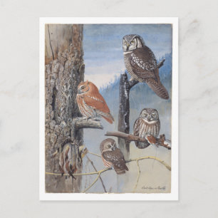 Carte postale vintage de hibou