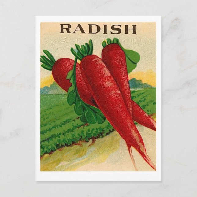 Carte postale vintage de paquets de graines de rad (Devant)