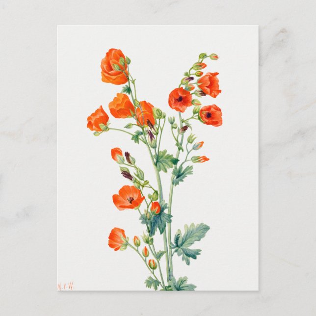 Carte Postale Vintage Desert Globemallow Botanical Illustration (Devant)