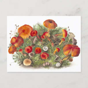 Carte postale vintage d'illustration botanique