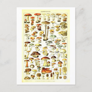 Carte postale vintage d'illustration botanique