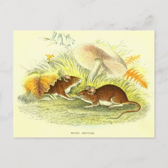 Carte postale vintage d'illustration de la souris  (Devant)
