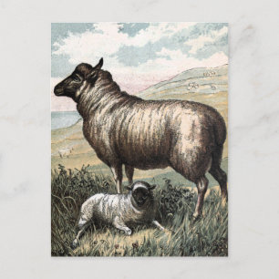Carte Postale Vintage Drawing: Blackhead Persian Sheep