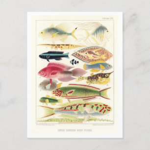 Carte postale Vintage du poisson de la Grande barr