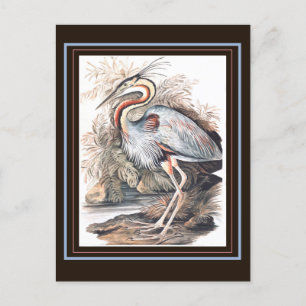 Carte Postale Vintage Elizabeth Gwillim Purple Heron