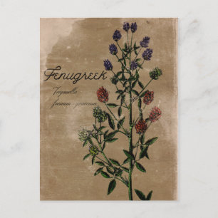 Carte postale vintage Fenugrec Herbe