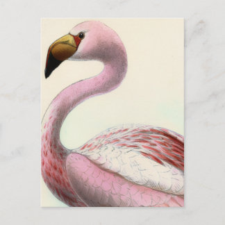 Carte Postale Vintage Flamingo