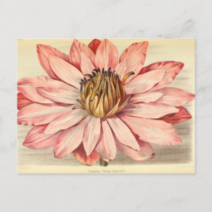 Carte Postale Vintage Floral Art rose