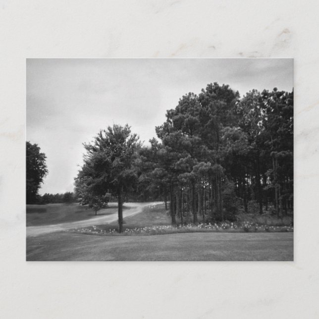 Carte postale vintage Forêt noire et blanche (Devant)