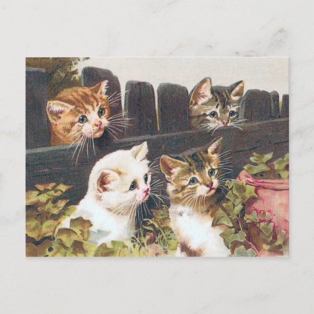Carte Postale vintage "Four Kittens" (Devant)