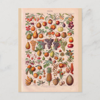 Carte Postale Vintage fruit historique