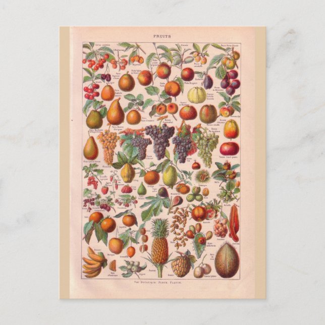 Carte Postale Vintage fruit historique (Devant)