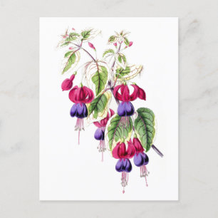 Carte postale Vintage Fuchsia Flowers