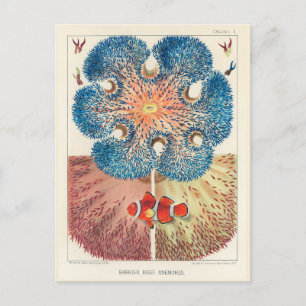 Carte Postale Vintage Grande barrière récif Anémones Carol Fish