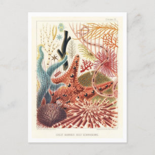 Carte postale Vintage Great Barrier Reef Echinoder