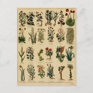 Carte Postale Vintage Herbal Postcard Series - 6
