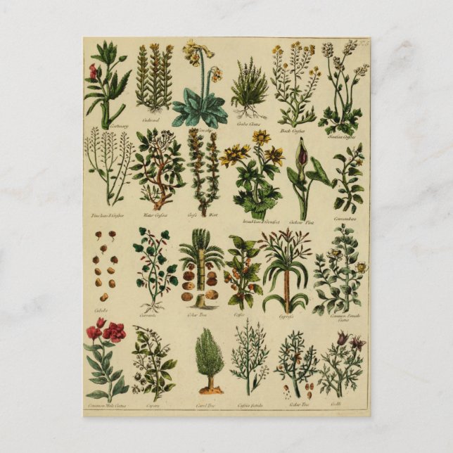 Carte postale vintage Herbal - série 5 (Devant)