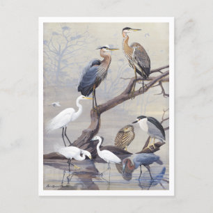 Carte postale Vintage Heron et Egret