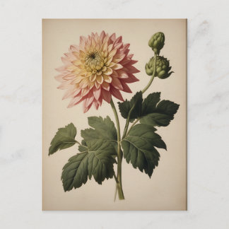 Carte Postale Vintage Illustration of a Dahlia 