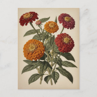 Carte Postale Vintage illustration of a zinnia 