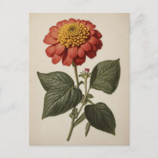 Carte Postale Vintage illustration of a zinnia 