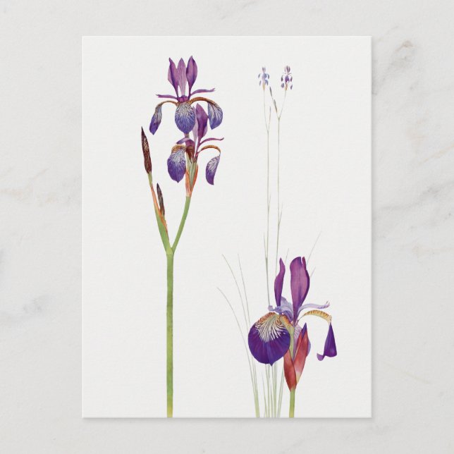 Carte postale vintage Iris Flower (Devant)