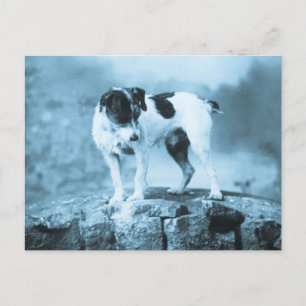 Carte Postale Vintage Jack Russell Cyan Tone