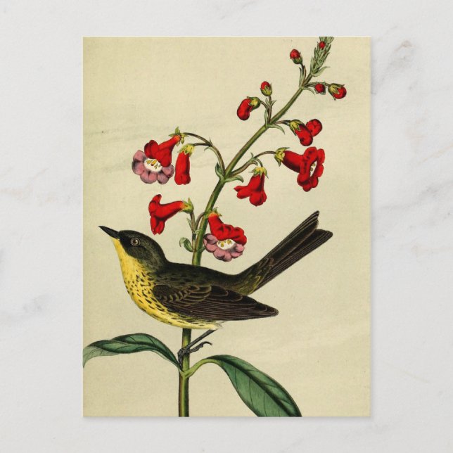 Carte Postale Vintage Kirtlands Paruline Oiseau (Devant)