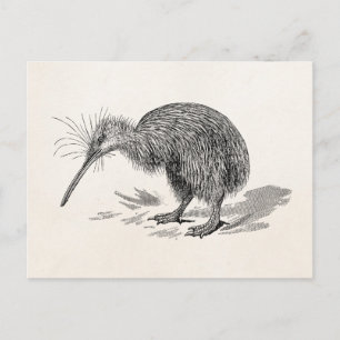 Carte Postale Vintage Kiwi Bird Antique Bird Modèle