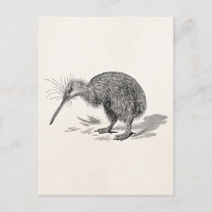 Carte Postale Vintage Kiwi Bird Antique Bird Modèle