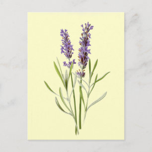 Carte Postale Vintage Lavender Illustration