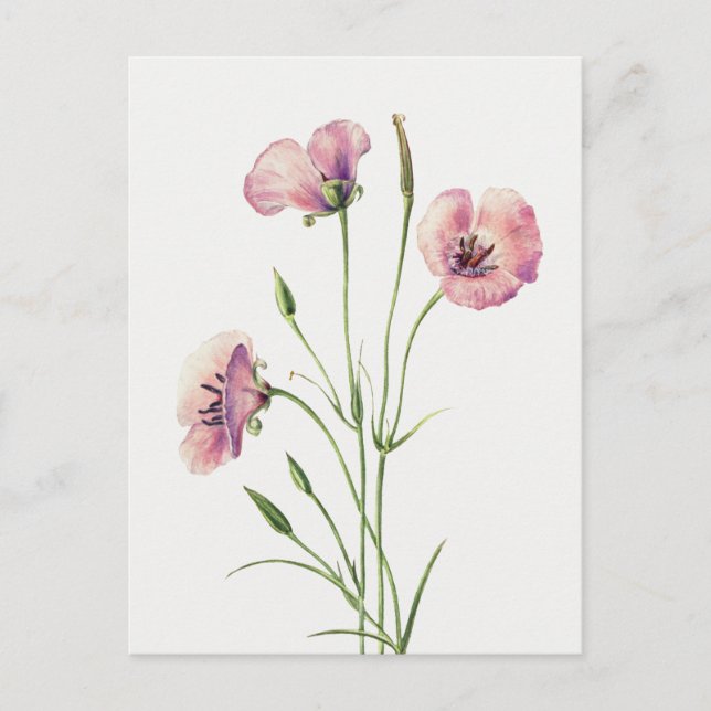Carte postale vintage Lilac Mariposa (Devant)