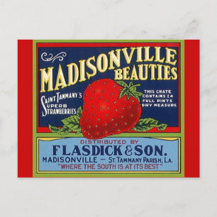 Carte postale vintage Madisonville LA Strawberry C