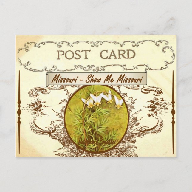 Carte postale vintage Missouri State Flower (Devant)