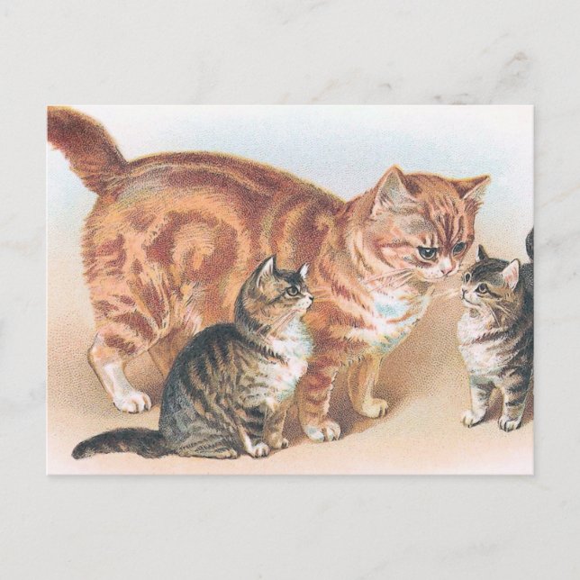 Carte Postale vintage "Momma Cat" (Devant)