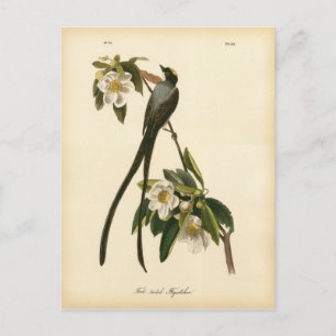 Carte Postale Vintage Moucherolle Floral