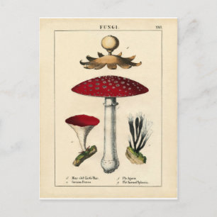 Carte Postale Vintage Mushroom Botanical Print