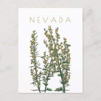 Carte Postale Vintage Nevada État fleur Voyage du milieu du sièc