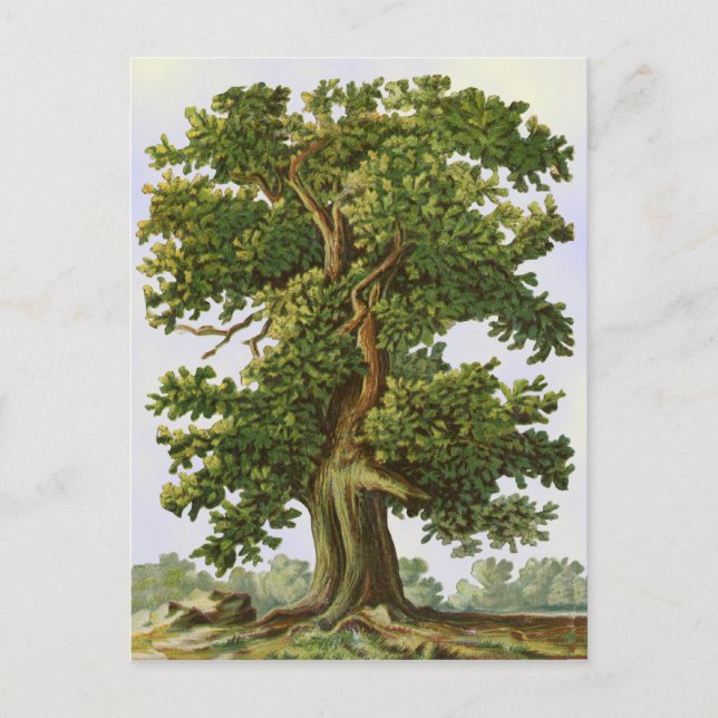 Carte postale vintage Oak Tree (Devant)
